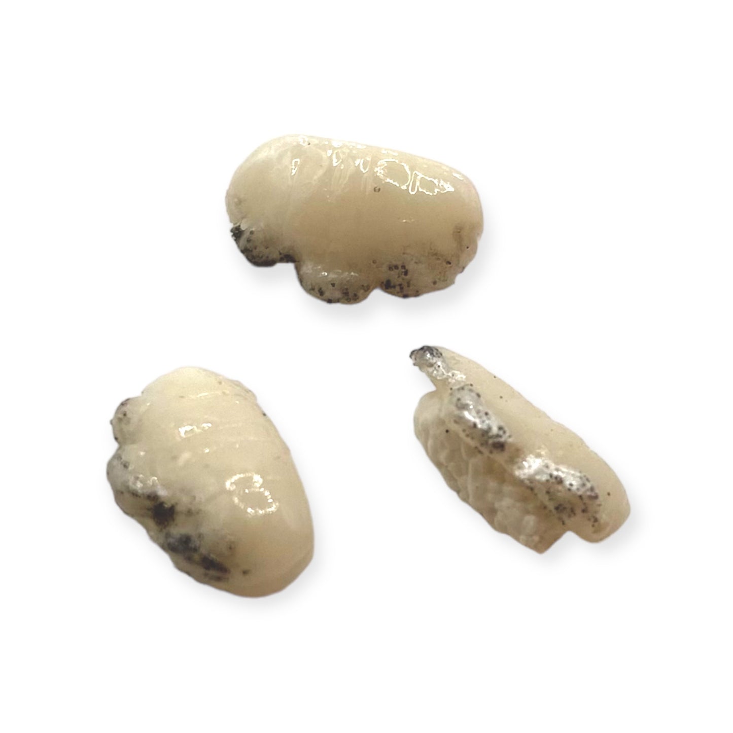 Sushi Charms 3pcs Oyster